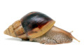 Lissachatina fulica hamillei juvenil